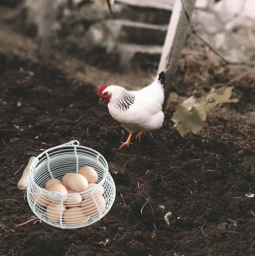Miniatura 4 de LINCOUNTRY. Cesta de huevo de gallina para recoger huevos, cesta de huevos de alambre de granja para recoger huevos frescos con asa, cesta de metal