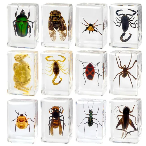 12 piezas de espécimen de insecto en resina, kit de colección de bichos reales para niños, juguete de taxidermia, clase de ciencias, educación,
