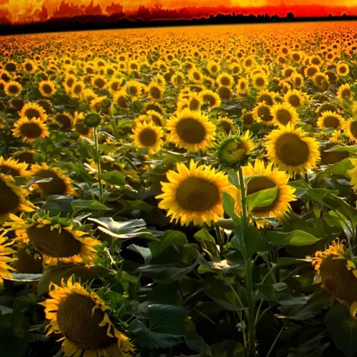 Miniatura 7 de Outsidepride Semillas de girasol silvestres para plantar, 1000 piezas anuales, fáciles de cultivar semillas de flores con flores vibrantes