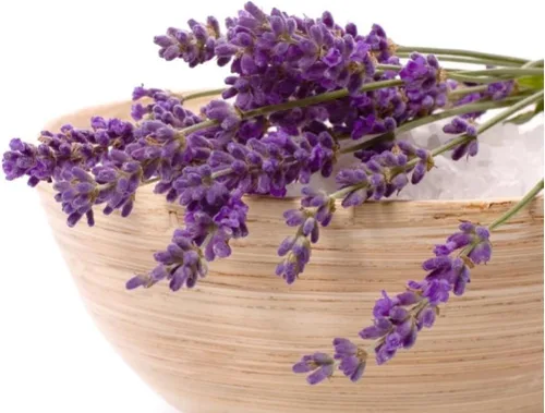 Miniatura 2 de Planta de lavanda inglesa Hierbas no transgénicas para plantar