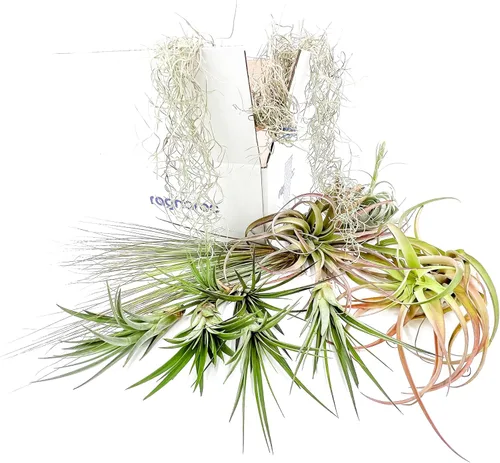 Miniatura 2 de ragnaroc Caja de Regalo para Anfitriones de Fiestas Navideñas Gigante - 13 piezas - Juego de Plantas de Aire Tillandsia - Llegada Viva Garantizada