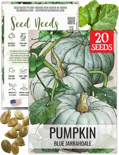 Miniatura 40 de Seed Needs, Jack O' Lantern - Semillas de calabaza – 25 semillas tradicionales para plantar Cucurbita Pepo – Sin OMG y sin tratar, ideal para tallar