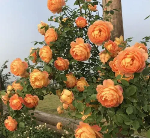 Miniatura 2 de 1000 semillas + Muti Color Mix Rose Seeds - Flores exuberantes, perennes, mariposa fragante trepadora de vid, semillas de flores. Semillas de rosa