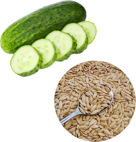 Miniatura 4 de Más de 150 semillas de pepino de encurtido – Orgánico, reliquia, sin transgénicos, alta tasa de germinación – Perfecto para plantar en jardines