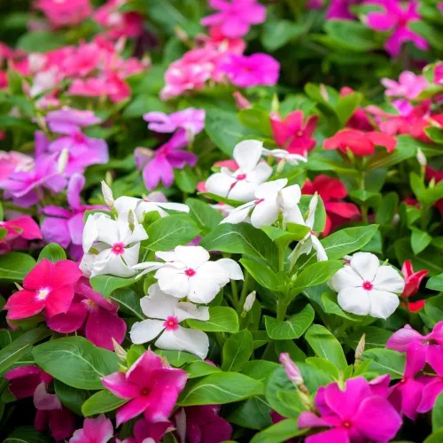 Miniatura 3 de Semillas Cape Madagascar Mezcla de bígaro Vinca Rosea Flores perennes para plantar