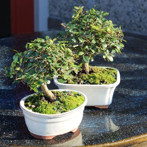 Miniatura 4 de Brussel's Bonsai Árbol bonsái de olmo chino vivo, al aire libre, paquete de 2 – pequeño, 5 años de edad, 6 a 8 pulgadas de alto – incluye macetas