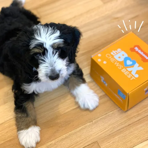 Miniatura 8 de Nylabone Caja de Regalo para Cachorros, Incluye 3 Fuertes Juguetes para Masticación de Cachorros y 1 Hueso de Golosina Natural para Cachorros