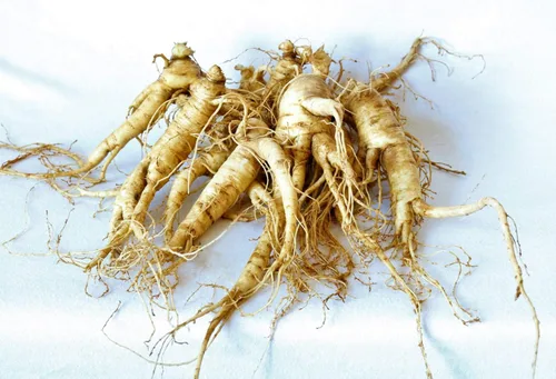 Miniatura 7 de Raíces de trasplante de ginseng americano 4 años (calidad premium, plantas productoras de semillas) (5)