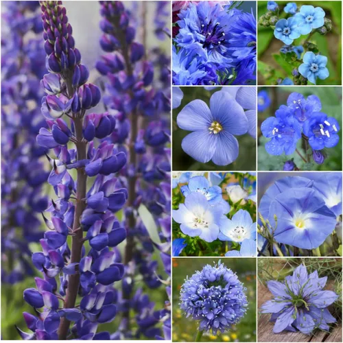Miniatura 9 de Seed Needs Mezcla de semillas polinizadoras Mezcla de miel de abejas Flores silvestres A granel 1 onza 12,500+ semillas originales 20 variedades