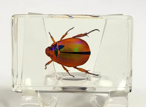 Miniatura 50 de 44mm Hormiga gigante tropical real en resina de lucita transparente cristalina, espécimen preservado Pseudoneoponera Rufipes, taxidermia