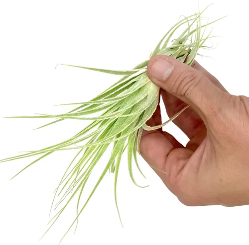 Miniatura 2 de Planta aérea viva - Tillandsia Gardneri 5-7" - ragnaroc Planta tropical de interior rara para coleccionistas - Llegada viva garantizada - Plantas
