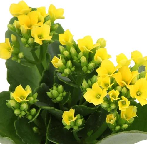 Miniatura 8 de Florist Kalanchoe Plantas suculentas vivas (paquete de 3), suculentas Katy en llamas, fácil cuidado de las plantas, aprox. 7 pulgadas de alto