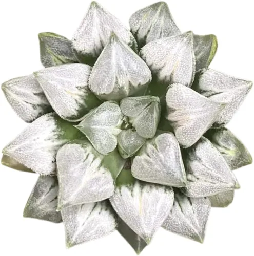 Rara Haworthia 'Love' – Exótica planta suculenta – Única, planta viva de interior coleccionable – Fácil de cuidar, tolerante a la sequía – Ideal