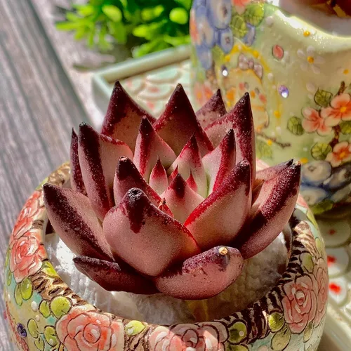 Echeveria agavoides Romeo - Kit de suculentas, con maceta de plástico, 1 cabeza de 2 pulgadas, planta viva de 2 pulgadas, suelo comprimido y guía,