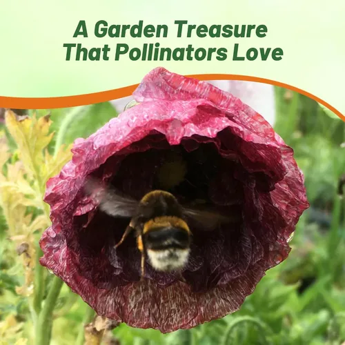 Miniatura 7 de Outsidepride Pandora Semillas de amapola para plantar, 500 piezas anuales, tolerantes a la sequía y fáciles de cultivar semillas de flores