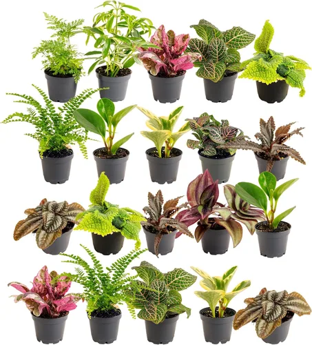 Miniatura 14 de Costa Farms Plantas vivas de interior (paquete de 2), seleccionadas a mano, fáciles de mantener, plantas de interior surtidas en macetas, mezcla