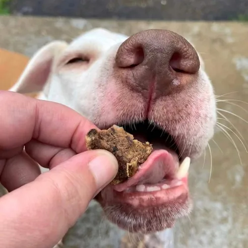 Miniatura 4 de Golosinas de carne de res para perros, fabricadas solo en Estados Unidos, puntas de carne de res carnosa y naturales, carne de res americana asada