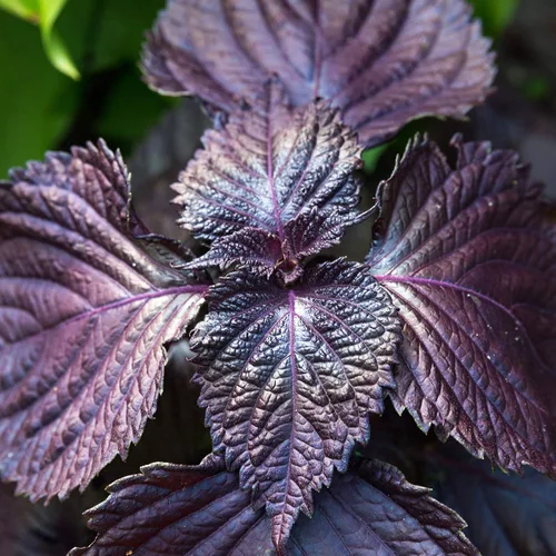 Mountain Valley Seed Co Semillas Shiso - Púrpura - Paquete de 0.04 oz ~ 200 Semillas | Jardín de hierbas sin OMG y microgreens/micro hierbas - AKA: