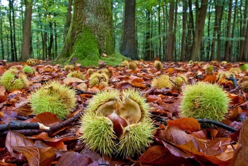 Miniatura 10 de Plántula de árbol vivo para plantar - Cultive plantas de árboles vivos - No se envía a California (arce rojo)