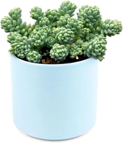 Miniatura 4 de Sedum Little Missy - Suculenta Sedum Major (maceta de plástico de 4 pulgadas) Mejor cubierta de suelo suculenta