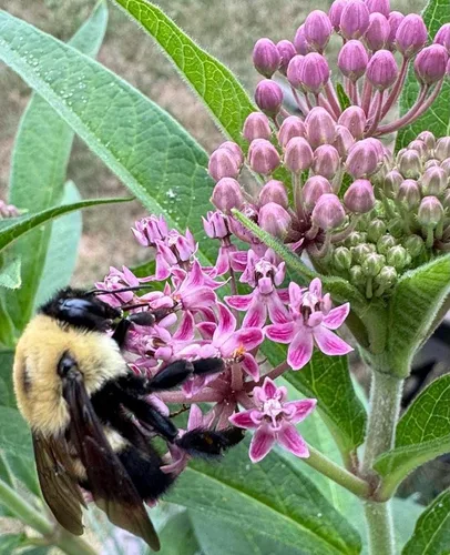 Miniatura 3 de Mariposa de algodoncillo difuso del pantano oriental Asclepias incarnata pulchra Semillas premium para plantar paquete Monarch