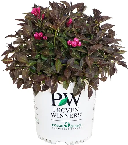 Miniatura 4 de Ganadores probados - Weigela florida My Monet (Weigela) Arbusto, flores rosas, #2 - Tamaño Contenedor