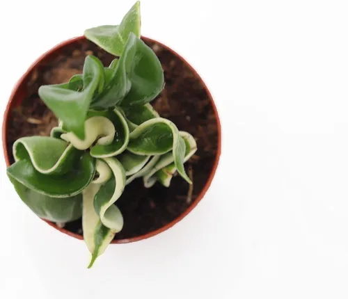 Miniatura 2 de Hoya - Cuerda hindú abigarrada, variedad rara, 2.5 pulgadas de California Tropicals
