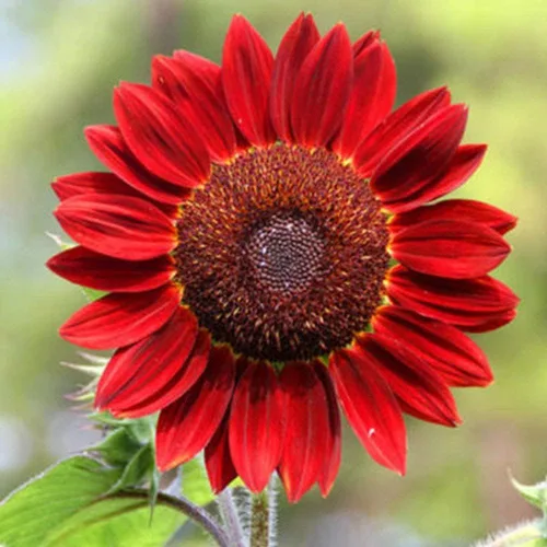 Miniatura 7 de Semillas de girasol para plantar (50 semillas por paquete) - Fácil de cultivar en un jardín de girasol diverso (belleza otoñal)