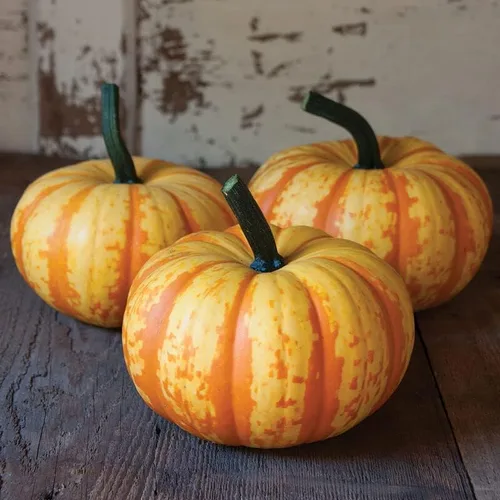 Semillas de calabaza para plantar (10 semillas) – Semillas de calabaza, calabaza y calabaza exóticas y difíciles de encontrar – Semillas de huerto
