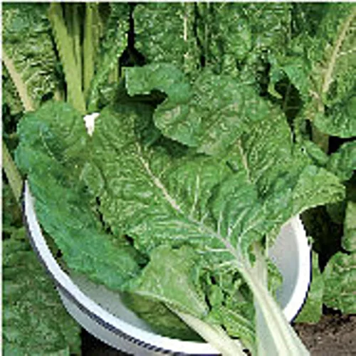Fordhook - Semillas de acelgas gigantes (más de 20 semillas), sin OMG, semillas de flores de hierbas y frutas vegetales para plantar | Paquete de