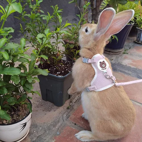 Miniatura 7 de Juego de 2 arnés y correa de conejo, arnés ajustable de conejo, correa de hurón, arnés de conejillo de indias, correa para hurón para mascotas Rosa