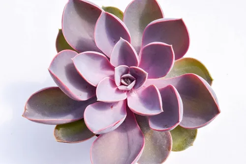 Miniatura 3 de Planta suculenta Echeveria viva – Suculenta Echeveria de 4 pulgadas totalmente arraigada (perla púrpura) – Mercado de suculentas Echeveria Perla