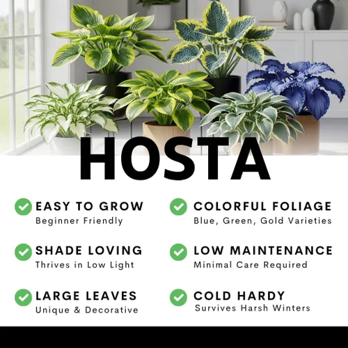 Miniatura 2 de 6 plantas Hosta de colores mixtos para cultivar, elección de cultivadores, fácil de cultivar raíz de Hosta (6 raíces de hosta)