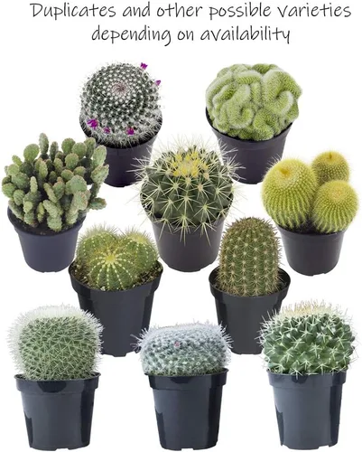 Miniatura 5 de Altman Plants - Colección de cactus surtidos para jardines, contenedores o regalos