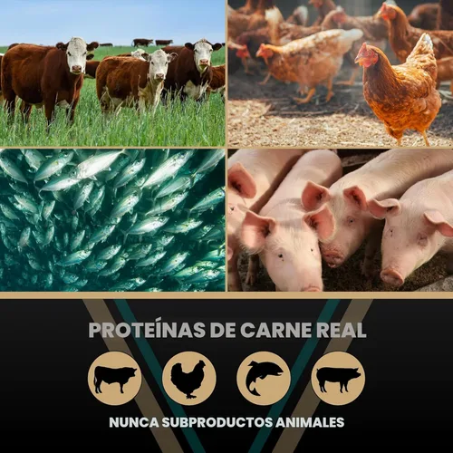 Miniatura 8 de VICTOR Super Premium - Alimento para perros Hi-Pro Plus - Comida seca para perros con alto contenido de proteínas con 30% de proteínas, carne