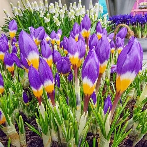 Votaniki Sieberi Bulbos de azafrán tricolor, perennes y fragantes, cautivadoras flores primaverales de tres tonos | Flores en forma de copa –