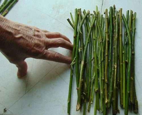 Esquejes de sauce híbridos finos para plantar árboles de privacidad, cantidades a granel, tamaño de lápiz o grosor más pequeño, ideal para filas de