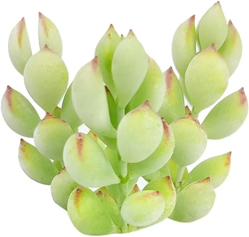 Miniatura 6 de Suculentas vivas de aloe brevifolia de 2 pulgadas de hojas cortas, suculentas con poca luz de 2 pulgadas, suculentas vivas y saludables, ideas