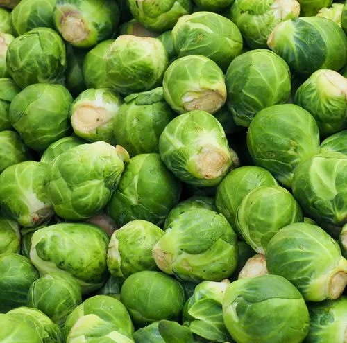 Miniatura 2 de Catskill - Semillas de coles de Bruselas para plantar, paquetes de semillas de coles de Bruselas sin OMG con instrucciones para plantar y cultivar