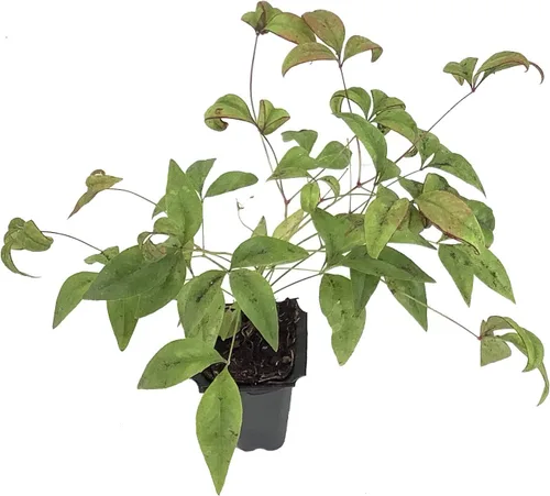 Miniatura 2 de Fuego Bambú Celestial - 3 Plantas Vivas - Nandina Domestica