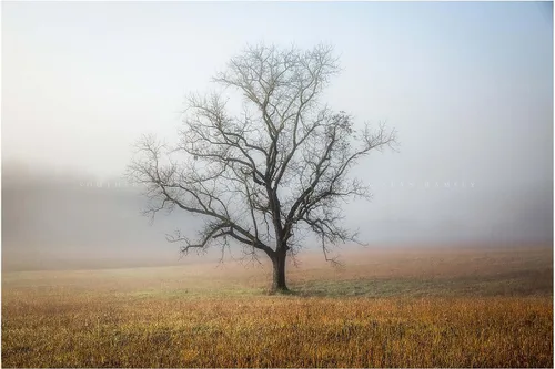 Nature Photography Print (Not Framed) Picture of Tree Shrouded in Fog on Autumn Morning in Great Smoky Mountains Tennessee Appalachian Wall Art