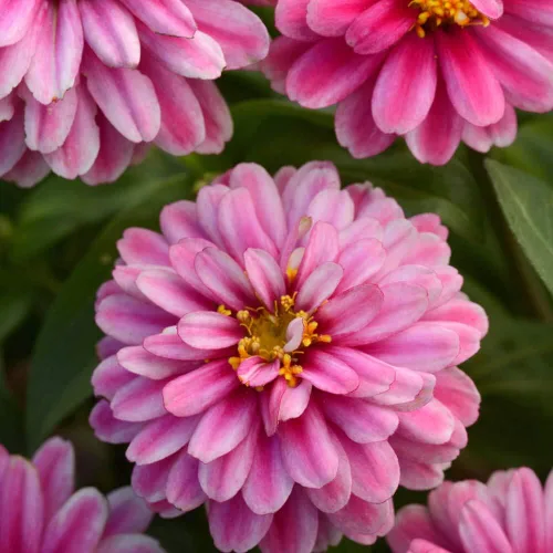Miniatura 7 de Outsidepride - Zinnia, 100 semillas anuales, Marylandica Zahara Double Raspberry Ripple, flores para plantar, color frambuesa