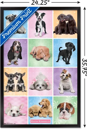 Miniatura 3 de Trends International Póster de pared Puppies Cuties, 22.375 x 34 Versión con marco negro