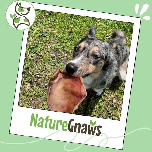 Miniatura 6 de Nature Gnaws Orejas de cerdo para perros (8 unidades) – Gruesas de larga duración para masticadores agresivos y perros grandes – Huesos naturales