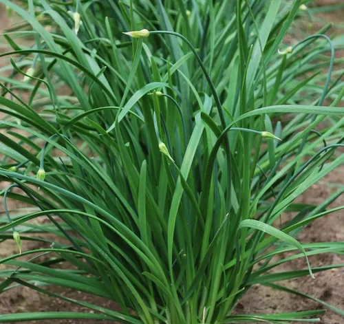 Semillas orgánicas de cebollino chino de hoja ancha Nira orgánicas, semillas tradicionales sin OMG para plantar en interiores y exteriores, jardín