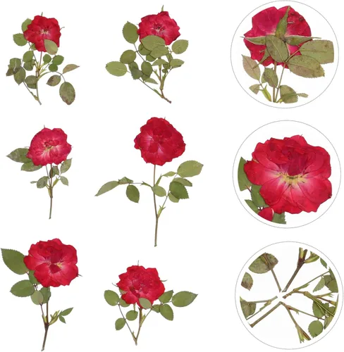 Miniatura 2 de EXCEART 1 juego de flores secas, hojas prensadas secas, tallo de pino prensado real para decorar hojas secas para hacer velas, decoración