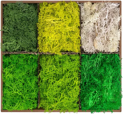 Musgo preservado de 6 colores, musgo de reno natural de 16.9 onzas para manualidades, plantas en maceta, arreglos florales, decoración artística del