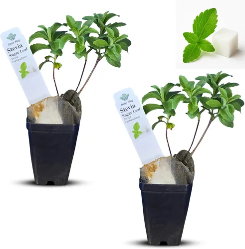 Miniatura 42 de Hibisco Rosa. rosa-sinensis. Planta Viva - Hibisco Tropical Floreciente, Flores Bonitas, Usado en Té y Jugo (2 Plantas de Hibisco Rosa)