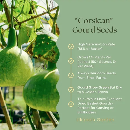 Semillas de calabaza corsa - Calabazas tipo cesta de cáscara dura con paredes gruesas | Liliana's Garden |