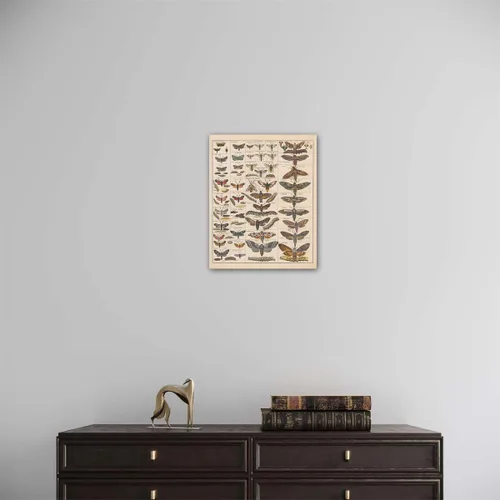 Miniatura 5 de Meishe Art Póster Impreso Vintage Polilla Insectos Razas Identificación Tabla de Referencia Colección de Especies Diagrama de Entomología Aula Club